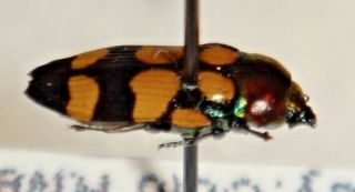 RARE Castiarina species Australia MM Jewel Beetle Buprestid Calodema 2