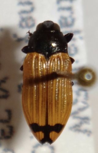 Rare Castiarina Species Australia Ee Jewel Beetle Buprestid Calodema