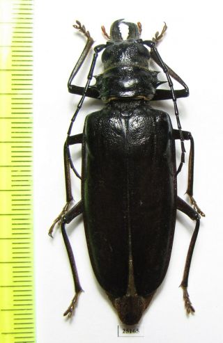 Prioninae,  Anthracocentrus Rugiceps,  Female,  Pakistan 63 Mm
