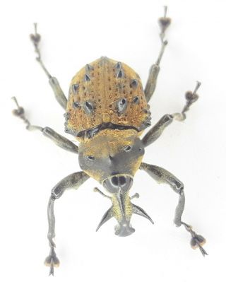 Coleoptera/curculionidae/weevils Sp 1 From - Peru