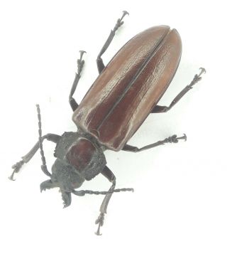 Coleoptera/cerambydae/prioninae Physopleurus Amazonicus 2 From Peru