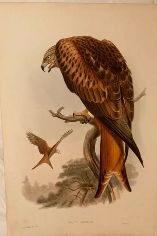 John Gould Milvus Regalis Birds Of Great Britain Lithograph 1862 - 73