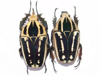 Mecynorrhina Ugandensis,  Pair A,  60,  53mm,  Bright Colour,  Unique Black And White