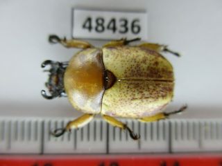 48436 Rutelidae: Didrepanephorus Sp?.  Vietnam South