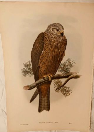 John Gould Milvus Migrans Birds Of Great Britain Lithograph 1862 - 73