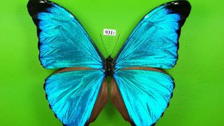 Morphidae Morpho Absoloni Male From Peru Mounted 931
