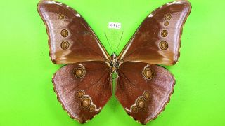 MORPHIDAE Morpho absoloni MALE from PERU mounted 931 2