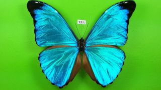 MORPHIDAE Morpho absoloni MALE from PERU mounted 931 3