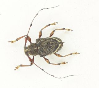 Coleoptera/cerambydae/cerambycinae Sp 20 From Peru