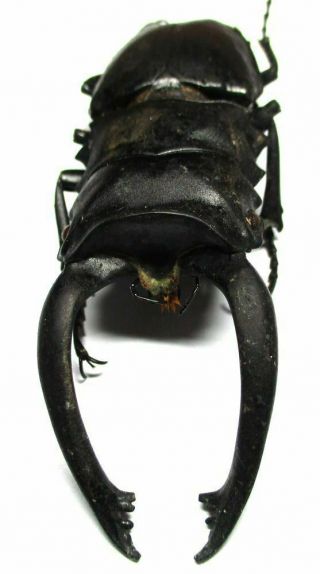 B003 El : Lucanidae: Odontolabis Alces Male 91.  5mm Teledont