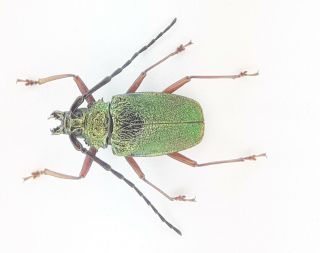 Coleoptera/cerambydae/prioninae Auratus Sp From Peru