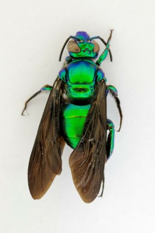 Hymenoptera,  Euglossa Sp.  From Colombia (otanche)