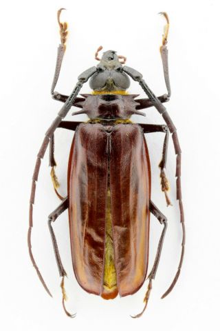 Prioniinae,  Prioninae Sp.  From Colombia,  High Land