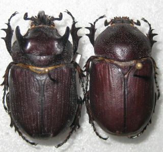Dynastidae Coelosis Bicornis Pair A1 Male 33mm (paraguay)