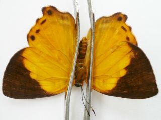 Dicalloneura Decorata Tantra (riodinidae) Female From Yahukimo,  Irian Jaya