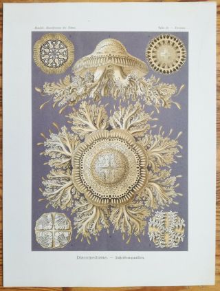Ernst Haeckel: Kunstformen Discomedusae Jellyfish (no.  28) 1st.  Edition - 1900
