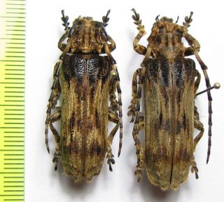 Cerambycidae,  Thylactus Simulans,  Pair,  Thailand
