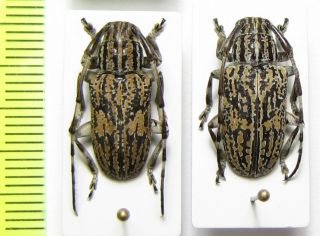 Cerambycidae,  Agelasta Mima,  Pair,  Malaysia,  Borneo