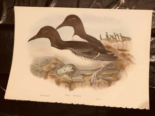 John Gould Uria Troile Birds Of Great Britain Lithograph 1862 - 73
