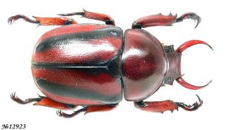 Coleoptera Rutelinae Fruhstorferia Sp.  Indonesia Sumatra 31mm