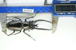 B19378 – Lucanus Planeti Ps.  Beetles – Insects Ha Giang Vietnam 85mm