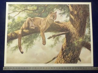 Print Cougar / Puma " Rocky Mountain Lion " By Guy Coheleach.  Pencil Signed 700