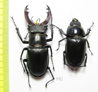 Lucanidae,  Lucanus Cervus Turcicus,  Pair,  Greece 56 Mm