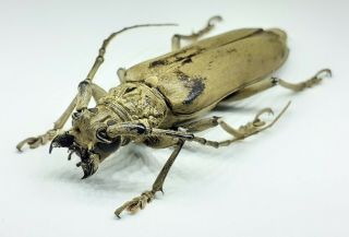 Cerambycidae/cerambycinae/ Criadon Sp 50 Mm From Peru
