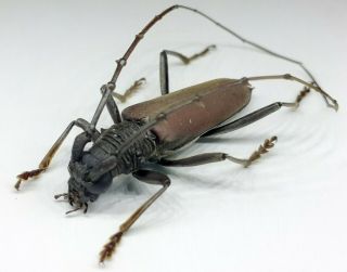 Cerambycidae/cerambycinae/ Cerambydae Sp ? 33 Mm From Peru