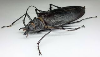 Cerambycidae/prioninae/ Ctenoscelis Ater Femake 89 Mm From Peru