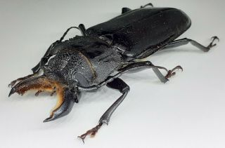 Cerambycidae/prioninae/ Mallodon Spinibarbis Male 66 Mm From Peru