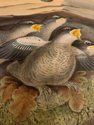 John Gould Cinclus Aquaticus Birds Of Great Britain Lithograph 1862 - 73