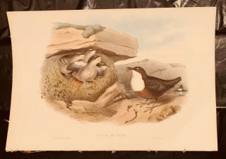 John Gould CINCLUS AQUATICUS Birds Of Great Britain Lithograph 1862 - 73 2