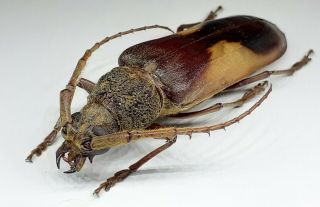 Cerambycidae/prioninae/ Gnatopraxithea Sarryi Female 59 Mm From Peru