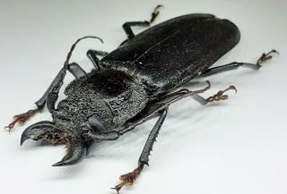 Cerambycidae/prioninae/ Physopleurus Longiscapus Male 74 Mm From Peru