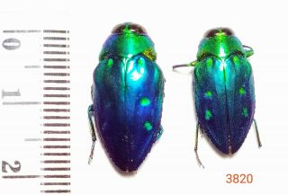 2x.  Buprestidae Species A2 From Central Sulawesi (3820)