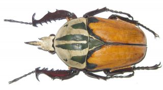 Cetoniinae Mecynorrhina Oberthuri Unicolor Male A1 67mm (tanzania) Xxl