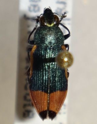 Rare Castiarina Kerrmansi Australia Q Jewel Beetle Insect Buprestid Calodema