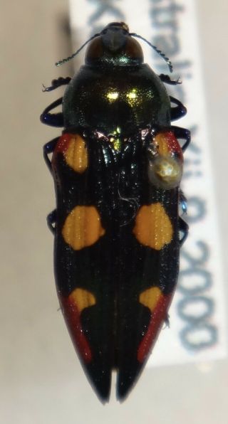 Rare Castiarina Producta Australia P Jewel Beetle Insect Buprestid Calodema