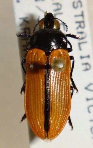 Rare Castiarina Rufipennis Australia N Jewel Beetle Insect Buprestid Calodema