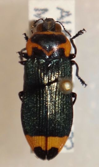 Rare Castiarina Pertyi Australia I Jewel Beetle Insect Buprestid Calodema