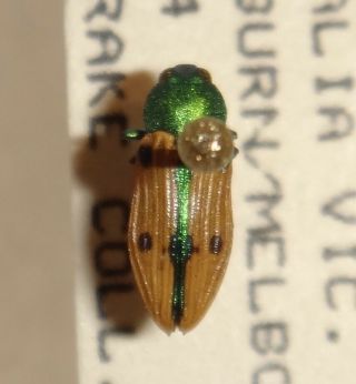 Rare Castiarina Sexguttata Australia C Jewel Beetle Insect Buprestid Calodema