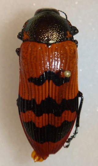 Buprestidae Temognatha Murrayi Australia Jewel Beetle Insect 35 Calodema