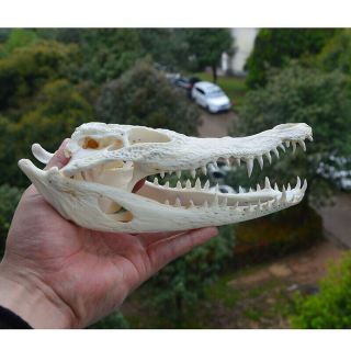 1pcs Siamese Crocodile Skull Taxidermy 7 " - 8 " (from The Farm) &&&