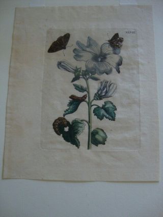 Maria Merian Hand Colored Engraved Botanical Print 1730: Plate 48