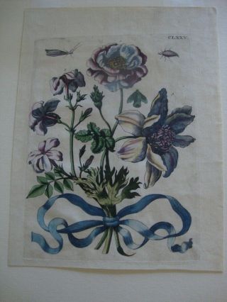 Maria Merian Hand Colored Engraved Botanical Print 1730: Plate 175