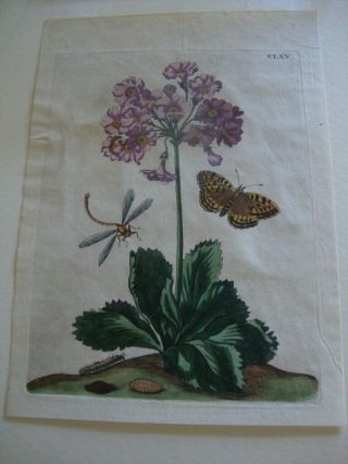Maria Merian Hand Colored Engraved Botanical Print 1730: Plate Clxv