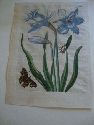 Maria Merian Hand Colored Engraved Botanical Print 1730: Plate Clix