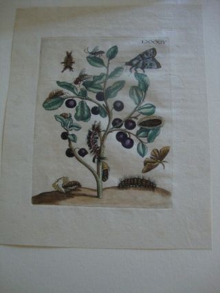 Maria Merian Hand Colored Engraved Botanical Print 1730: Plate 84
