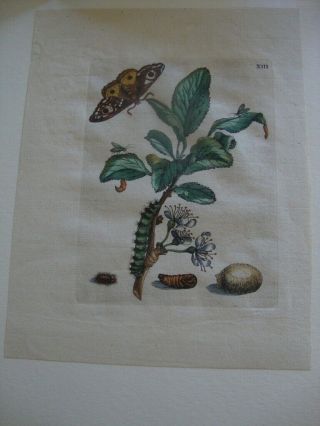 Maria Merian Hand Colored Engraved Botanical Print 1730: Plate 13